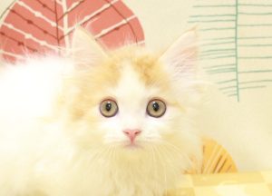マンチカン