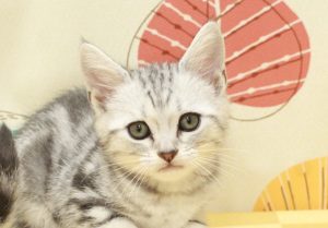 アメリカンショートヘア
