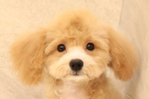 ミックス（ハーフ犬）
