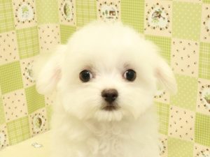 チワマル(チワワ×マルチーズ)
