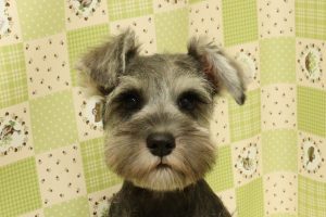 ミニチュアシュナウザー