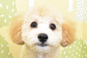 トイプードル