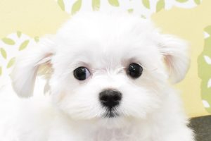 マルチーズ