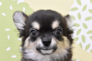 チワワ
