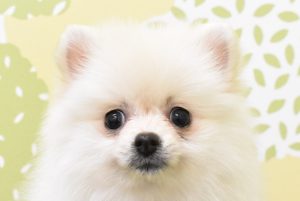 ポメラニアン