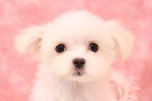 マルチーズ