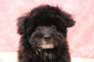ミックス（ハーフ犬）