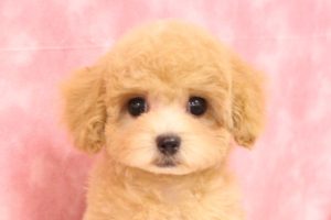マルプー(マルチーズ×トイプードル)