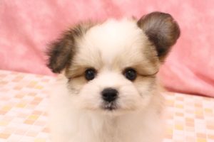 ミックス（ハーフ犬）