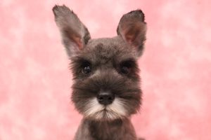 ミニチュアシュナウザー