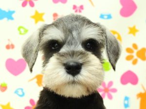 ミニチュアシュナウザー