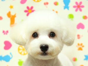 トイプードル