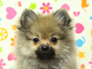 ポメラニアン
