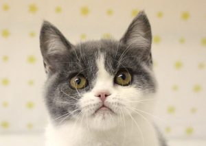 ブリティッシュ