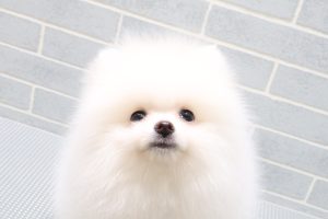 ポメラニアン