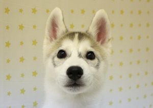 シベリアンハスキー