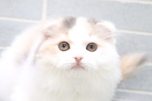 スコティッシュ