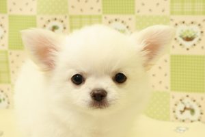 チワワ