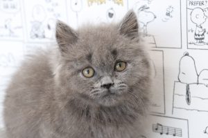 ブリティッシュ