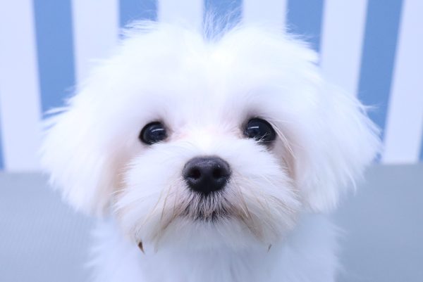 マルチーズ