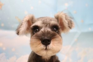 ミニチュアシュナウザー