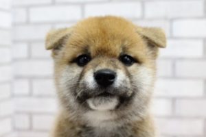 豆柴