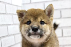 柴犬