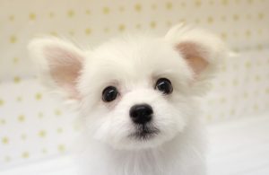 チワマル(チワワ×マルチーズ)