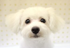 ビションフリーゼ