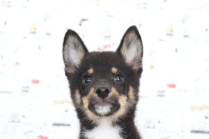 ミックス（ハーフ犬）