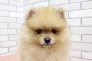 ポメラニアン