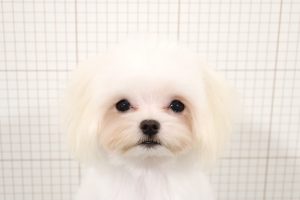 マルチーズ