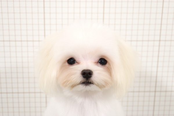 マルチーズ