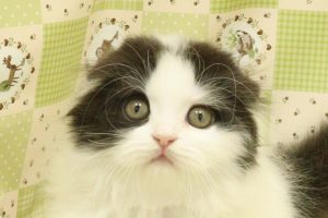 スコティッシュ