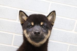 柴犬