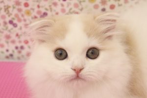 スコティッシュ