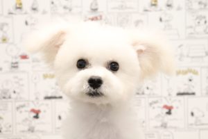 ビションフリーゼ