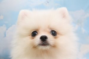 ポメラニアン