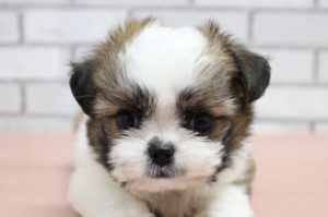 ミックス（ハーフ犬）