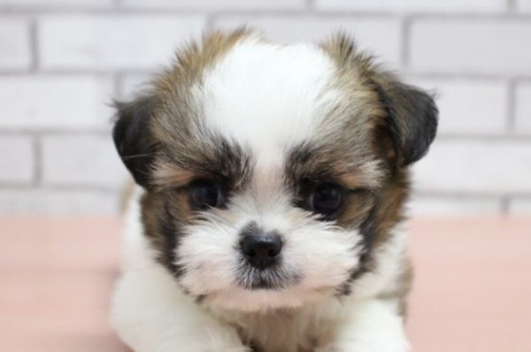 ミックス（ハーフ犬）
