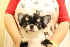 チワワ