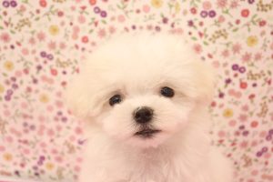マルチーズ