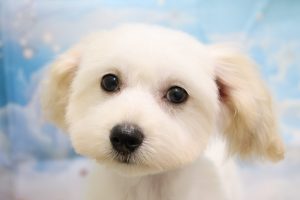 ミックス（ハーフ犬）