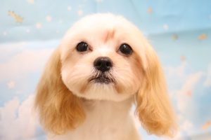 ミックス（ハーフ犬）