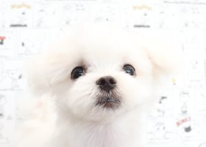 マルチーズ