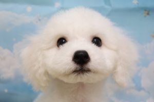 ビションフリーゼ