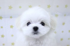 マルチーズ