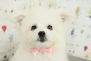 ミックス（ハーフ犬）