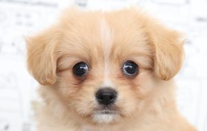 ミックス（ハーフ犬）