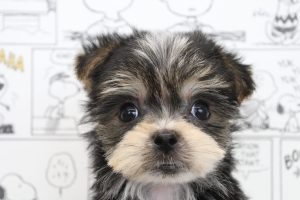 ミックス（ハーフ犬）